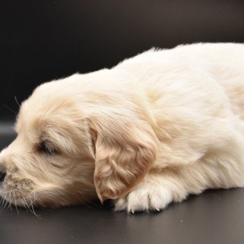 chiot Golden retriever Collier jaune élevage du Fond de la Noye chiot Golden retriever Collier jaune élevage du Fond de la Noye