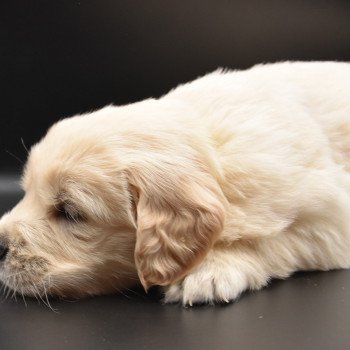 chiot Golden retriever Collier jaune élevage du Fond de la Noye