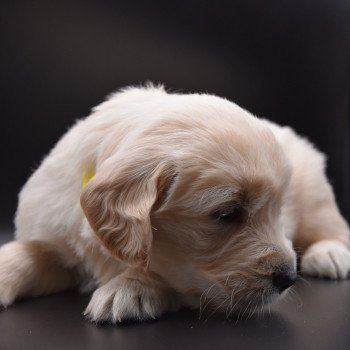 chiot Golden retriever Collier jaune élevage du Fond de la Noye chiot Golden retriever Collier jaune élevage du Fond de la Noye