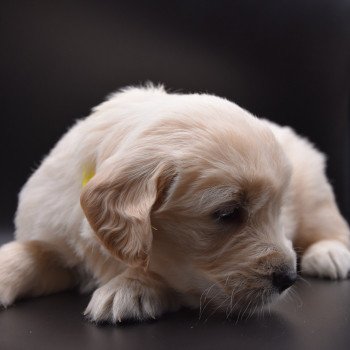 chiot Golden retriever Collier jaune élevage du Fond de la Noye