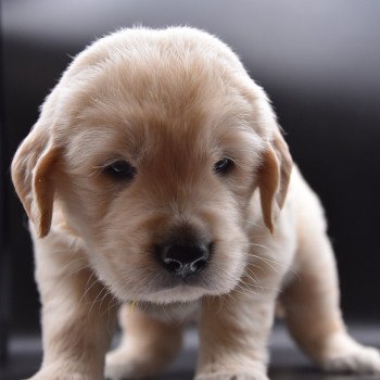 chiot Golden retriever Collier jaune élevage du Fond de la Noye