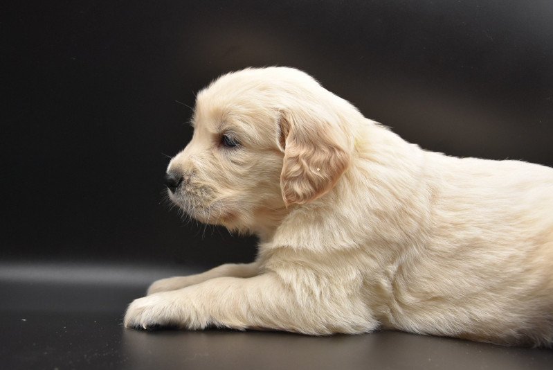 Rhapsody in blue du Fond de la Noye Femelle Golden retriever