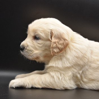 chiot Golden retriever Collier jaune élevage du Fond de la Noye