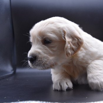 chiot Golden retriever Collier jaune élevage du Fond de la Noye