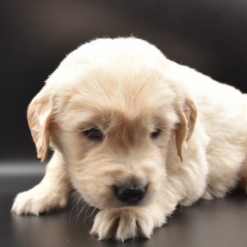 chiot Golden retriever Collier jaune élevage du Fond de la Noye