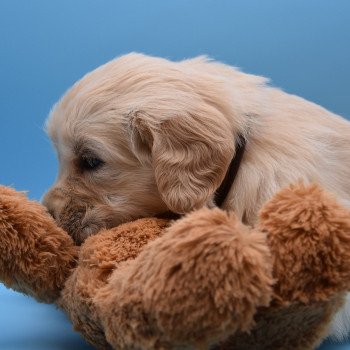 chiot Golden retriever Collier marron élevage du Fond de la Noye