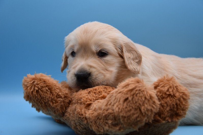 Rosie du Fond de la Noye Femelle Golden retriever