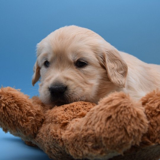 Rosie du Fond de la Noye Femelle Golden retriever