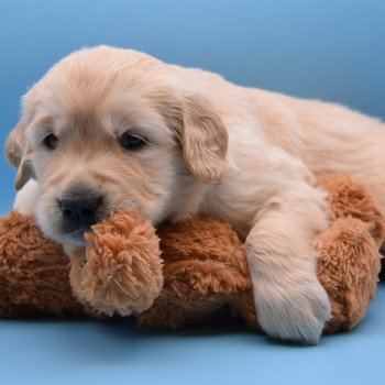 chiot Golden retriever Collier marron élevage du Fond de la Noye