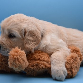 chiot Golden retriever Collier marron élevage du Fond de la Noye