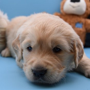 chiot Golden retriever Collier marron élevage du Fond de la Noye