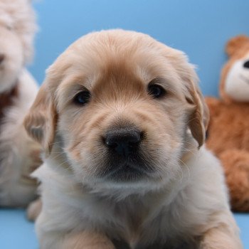 chiot Golden retriever Collier marron élevage du Fond de la Noye