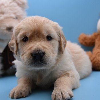 chiot Golden retriever Collier marron élevage du Fond de la Noye