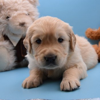 chiot Golden retriever Collier marron élevage du Fond de la Noye