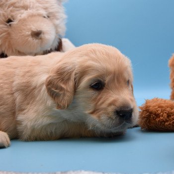 chiot Golden retriever Collier marron élevage du Fond de la Noye