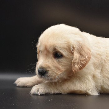 chiot Golden retriever Collier moutarde élevage du Fond de la Noye