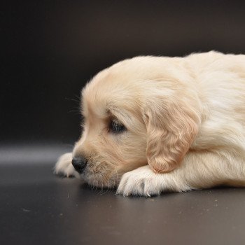 chiot Golden retriever Collier moutarde élevage du Fond de la Noye