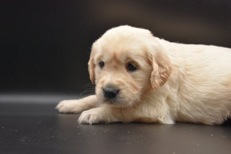 R'Papouille du Fond de la Noye Femelle Golden retriever R'Papouille du Fond de la Noye Femelle Golden retriever