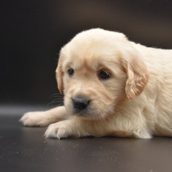 chiot Golden retriever Collier moutarde élevage du Fond de la Noye