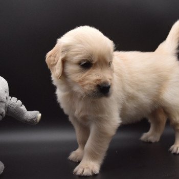 chiot Golden retriever sable Collier moutarde élevage du Fond de la Noye