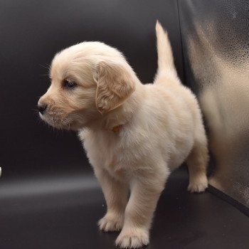 chiot Golden retriever sable Collier moutarde élevage du Fond de la Noye