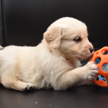 chiot Golden retriever sable Collier moutarde élevage du Fond de la Noye