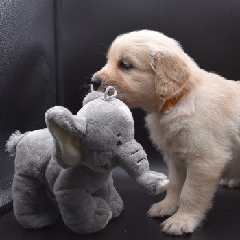 chiot Golden retriever sable Collier moutarde élevage du Fond de la Noye