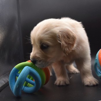 chiot Golden retriever sable Collier moutarde élevage du Fond de la Noye