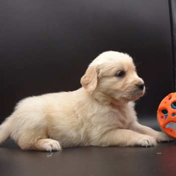 chiot Golden retriever sable Collier moutarde élevage du Fond de la Noye