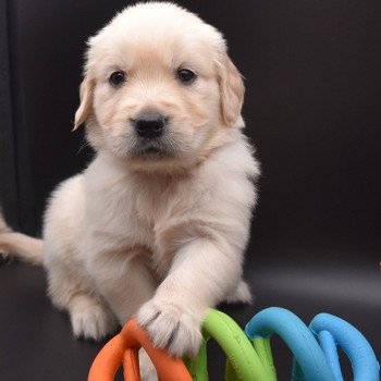 chiot Golden retriever sable Collier moutarde élevage du Fond de la Noye