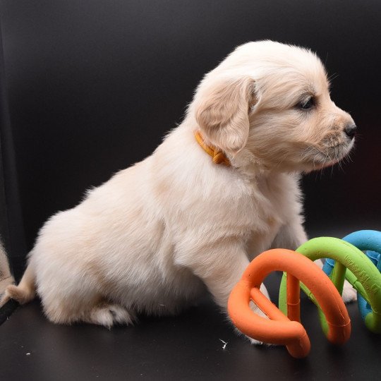 R'Pipa du Fond de la Noye Femelle Golden retriever