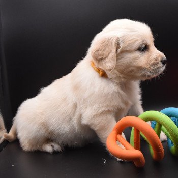 chiot Golden retriever sable Collier moutarde élevage du Fond de la Noye