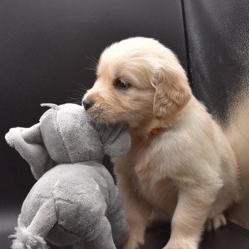 chiot Golden retriever sable Collier moutarde élevage du Fond de la Noye