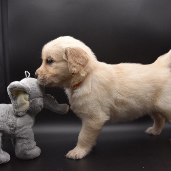 chiot Golden retriever sable Collier moutarde élevage du Fond de la Noye