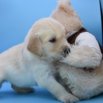 chiot Golden retriever Collier noir élevage du Fond de la Noye