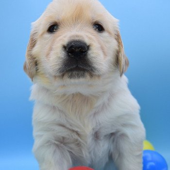 chiot Golden retriever Collier noir élevage du Fond de la Noye