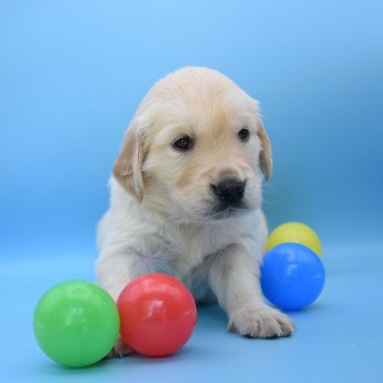 chiot Golden retriever Collier noir élevage du Fond de la Noye