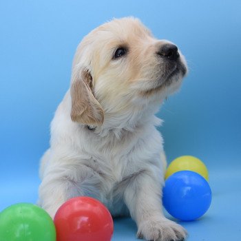 chiot Golden retriever Collier noir élevage du Fond de la Noye