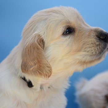 chiot Golden retriever Collier noir élevage du Fond de la Noye