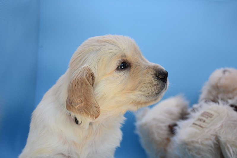 R'Nala du Fond de la Noye Femelle Golden retriever