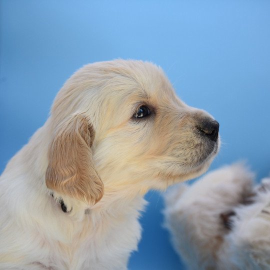 R'Nala du Fond de la Noye Femelle Golden retriever