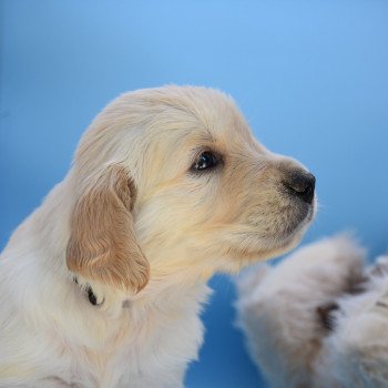 chiot Golden retriever Collier noir élevage du Fond de la Noye