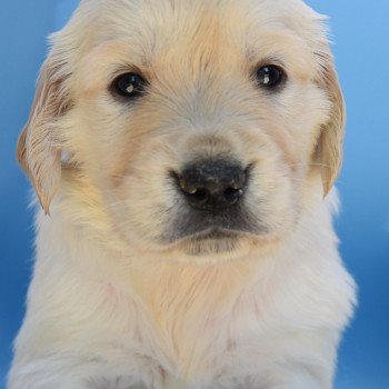 chiot Golden retriever Collier noir élevage du Fond de la Noye