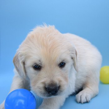 chiot Golden retriever Collier orange élevage du Fond de la Noye