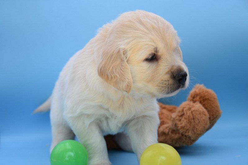 Ricco du Fond de la Noye Mâle Golden retriever Ricco du Fond de la Noye Mâle Golden retriever