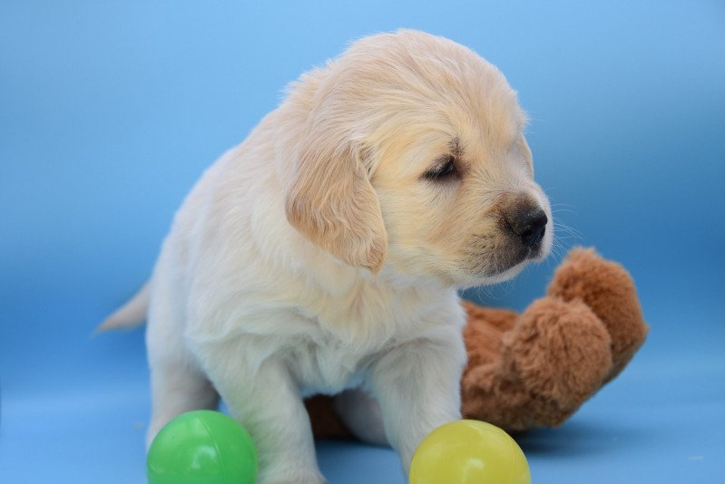 Ricco du Fond de la Noye Mâle Golden retriever