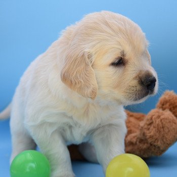 chiot Golden retriever Collier orange élevage du Fond de la Noye chiot Golden retriever Collier orange élevage du Fond de la Noye