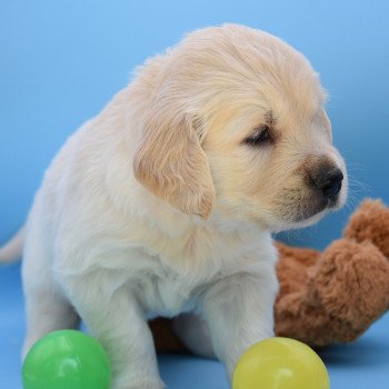 chiot Golden retriever Collier orange élevage du Fond de la Noye