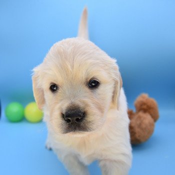 chiot Golden retriever Collier orange élevage du Fond de la Noye