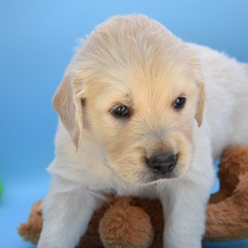 chiot Golden retriever Collier orange élevage du Fond de la Noye